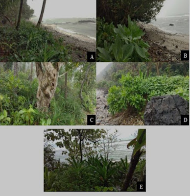 Fig. 2. Collection sites of the coastal plants; (A) Collection site 1, (B) Collection site 2, (C) Collection site 3, (D) Collection site 4, and (E) Collection site 5.