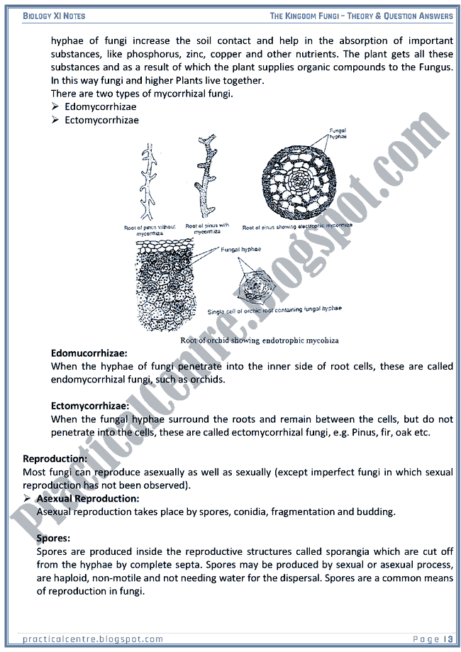 Kingdom Fungi - Theory And Questions Answers - Biology XI