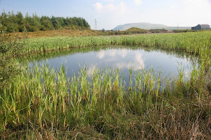 Diary of a Welsh naturalist looking for nature in unusual places, raising an eyebrow of passers by.