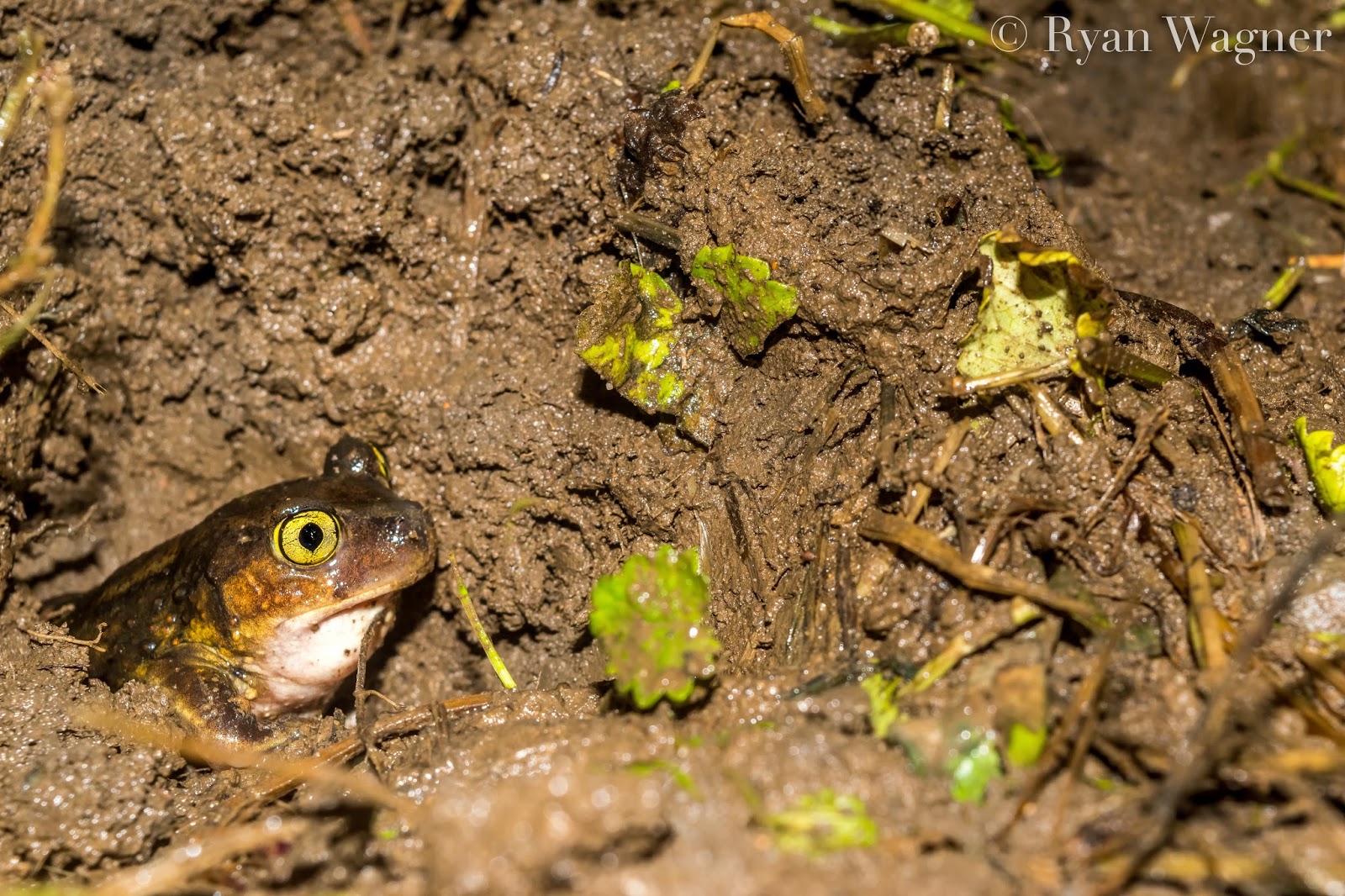 Field Life A Spadefoot Experience