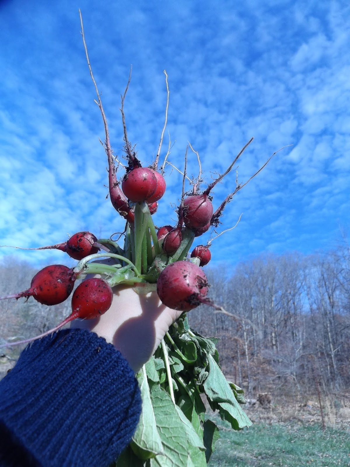 "Cherry Belle" Radish harvest, late November/Zone 6 Gardening Forums