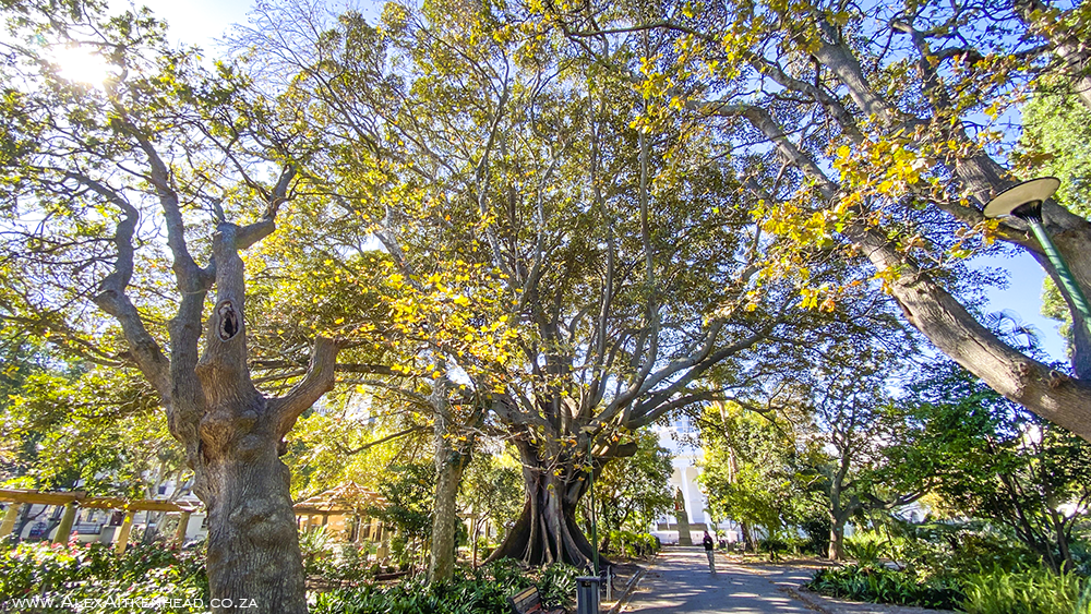 Champion Tree, Champion Trees of South Africa, Rubber Tree, Ficus elastica Moraceae, Alex and Juanita Aitkenhead, African Photography, Cape Town, Companys Garden, Video of Champion Tree