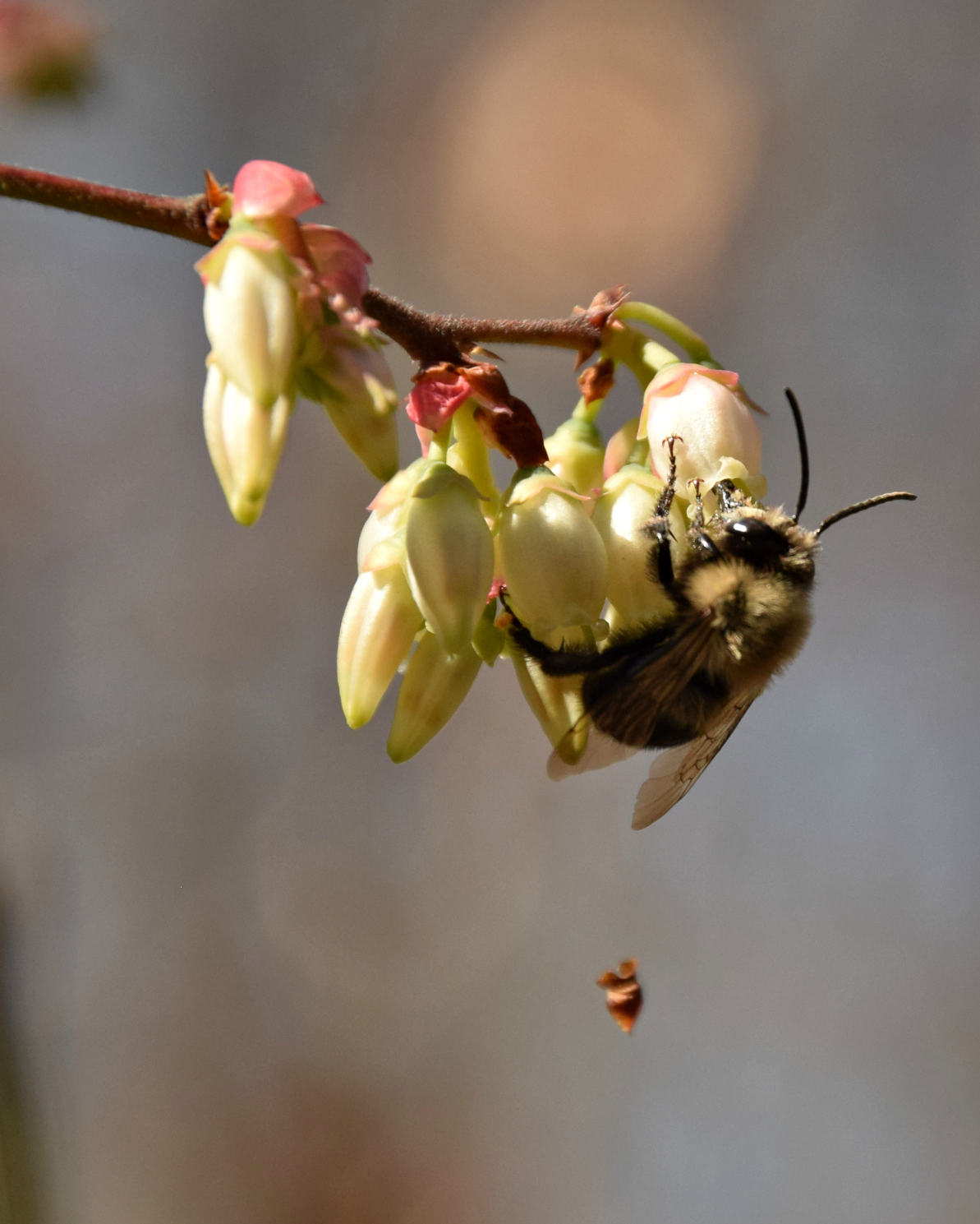 Using Native Plants Native Plants for Native Bees