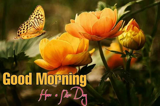 Good morning flowers download