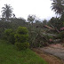 Badai di Payakumbuh, Pohon Beringin Besar Tumbang Melintang Ke Jalan