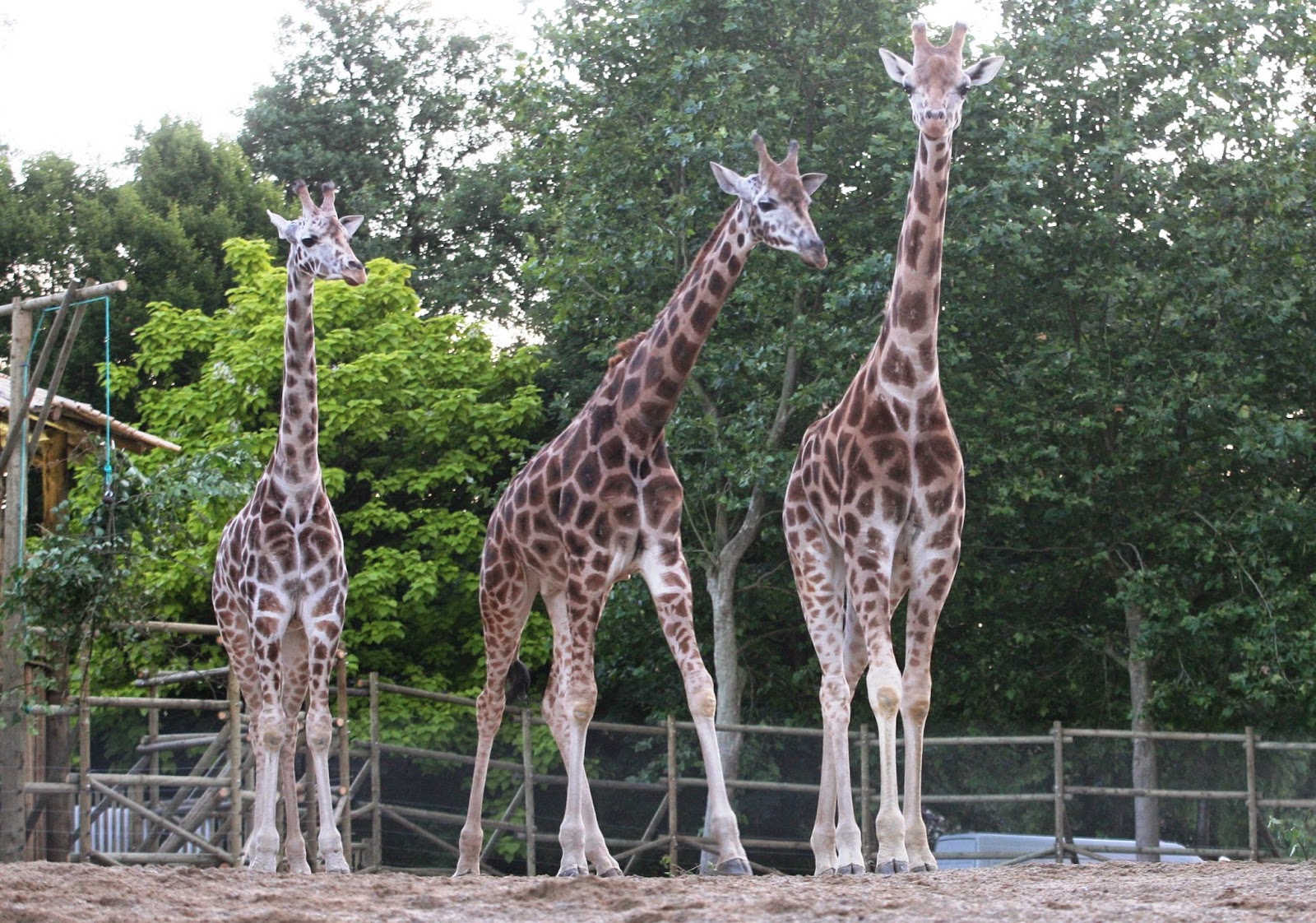 La girafe Ghonda est morte inopinément 1 Ghonda+(links gauche)