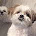 12 Reasons to Choose Shih Tzus