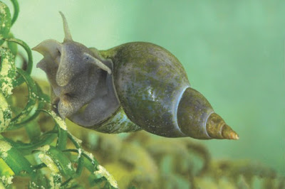 keong hama siput sungai