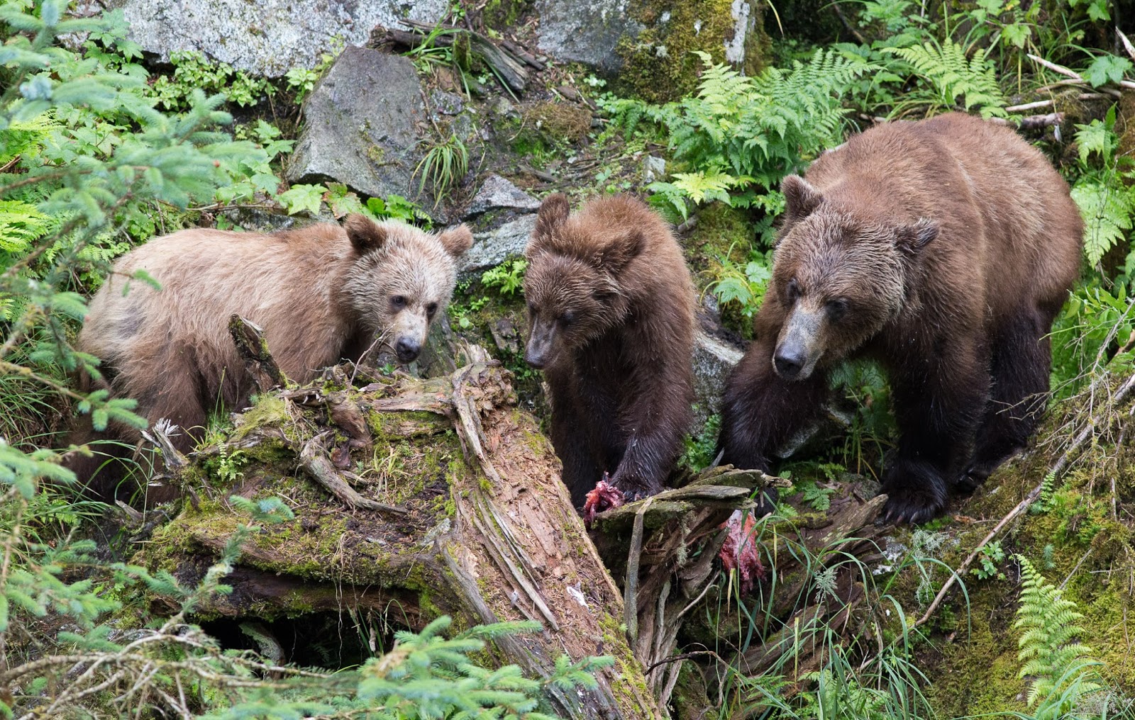 бурый медведь кабель канал