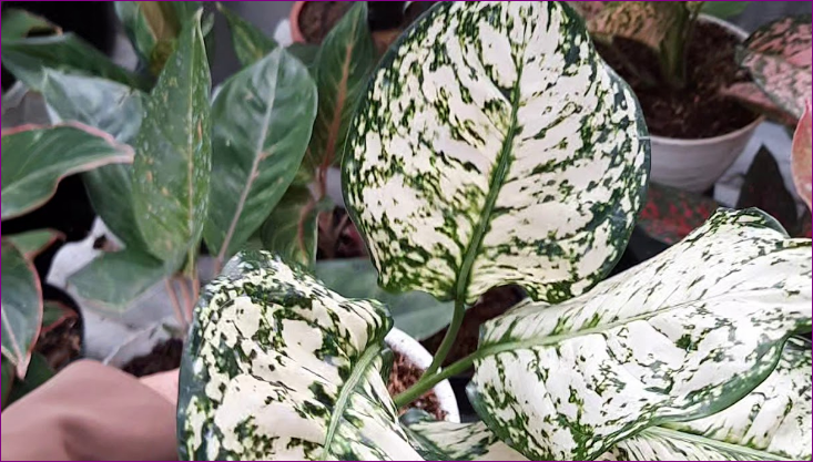 6 Jenis Aglaonema Thailand yang Populer di Indonesia 6 Jenis Aglaonema Thailand yang Populer di Indonesia