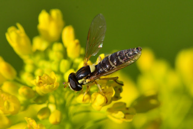 Sphaerophoria rueppellii Sphaerophoria rueppellii