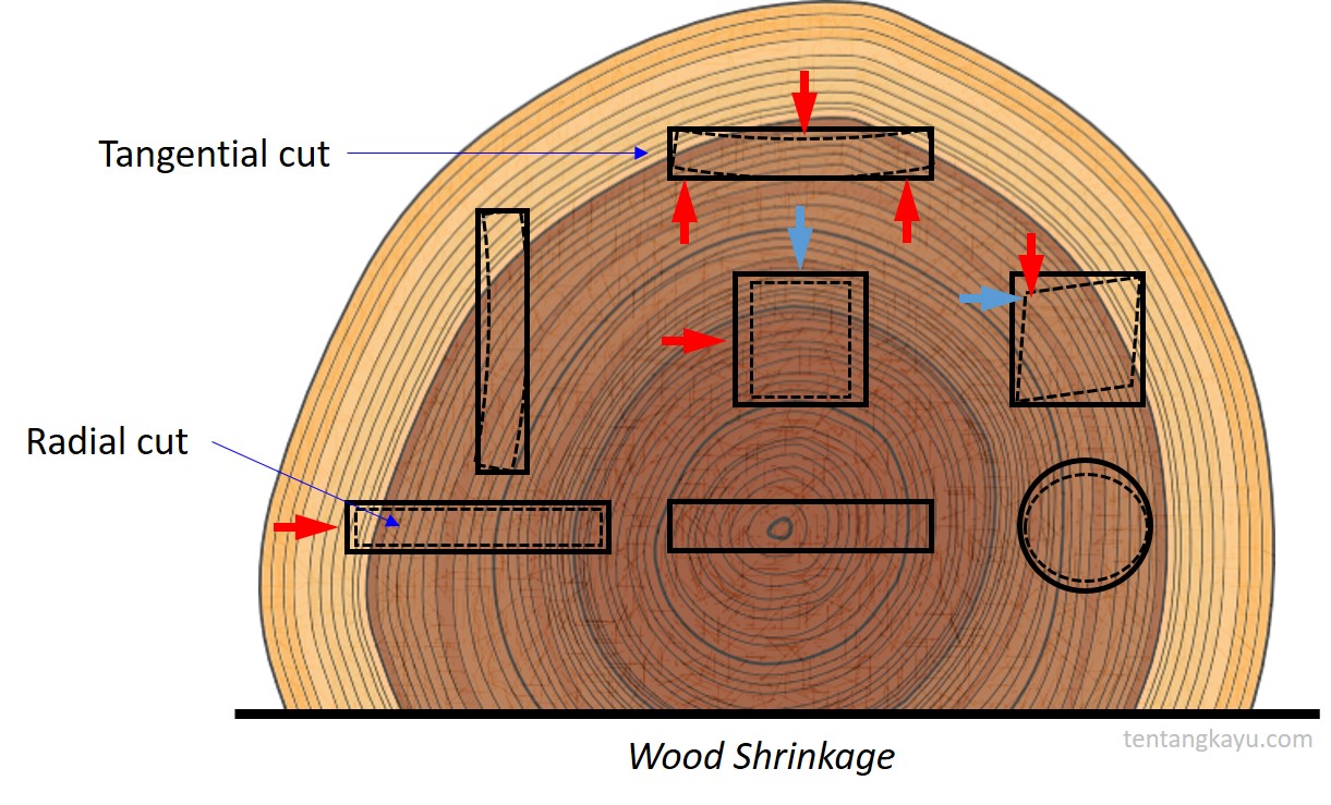 Arah Penyusutan Kayu