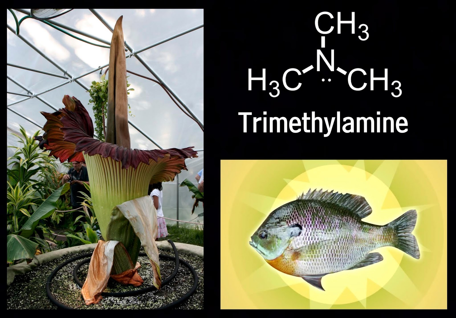 Plants Are Chemists Amorphophallus titanum and the essence of rotting fish