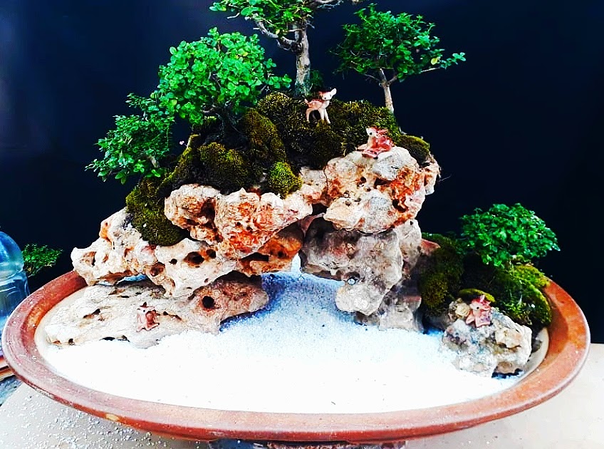 Bodhi Bonsai, Chennai, India Penjing and Saikei