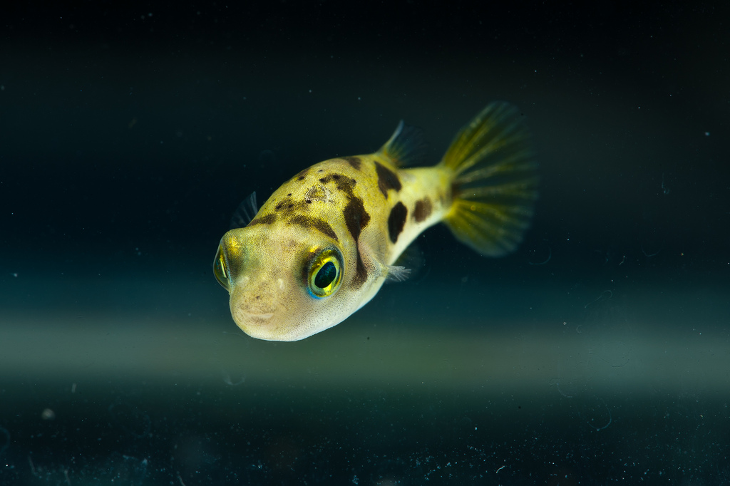 Aquarium World Puffer Fish Dwarf puffer Carinotetraodon travancoricus Profile