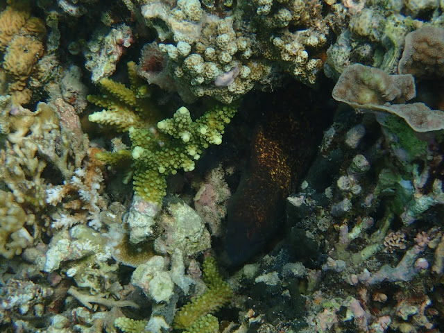 Gymnothorax flavimarginatus Gymnothorax flavimarginatus