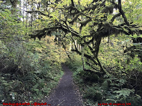 Silver Falls State Park Trail