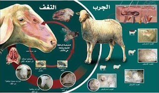 اهم امراض الماعز الأغنام والابقار وكيفيه الوقايه من هذه الامراض