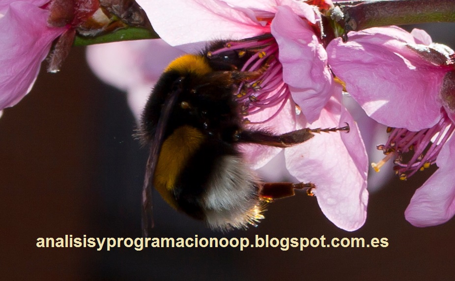 Análisis y Programación Curso de C interfaces