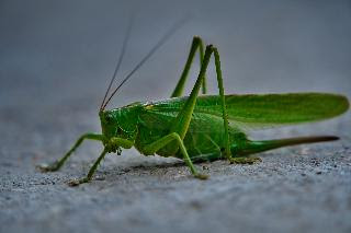 Grasshopper/Grasshopper has ears in its stomach