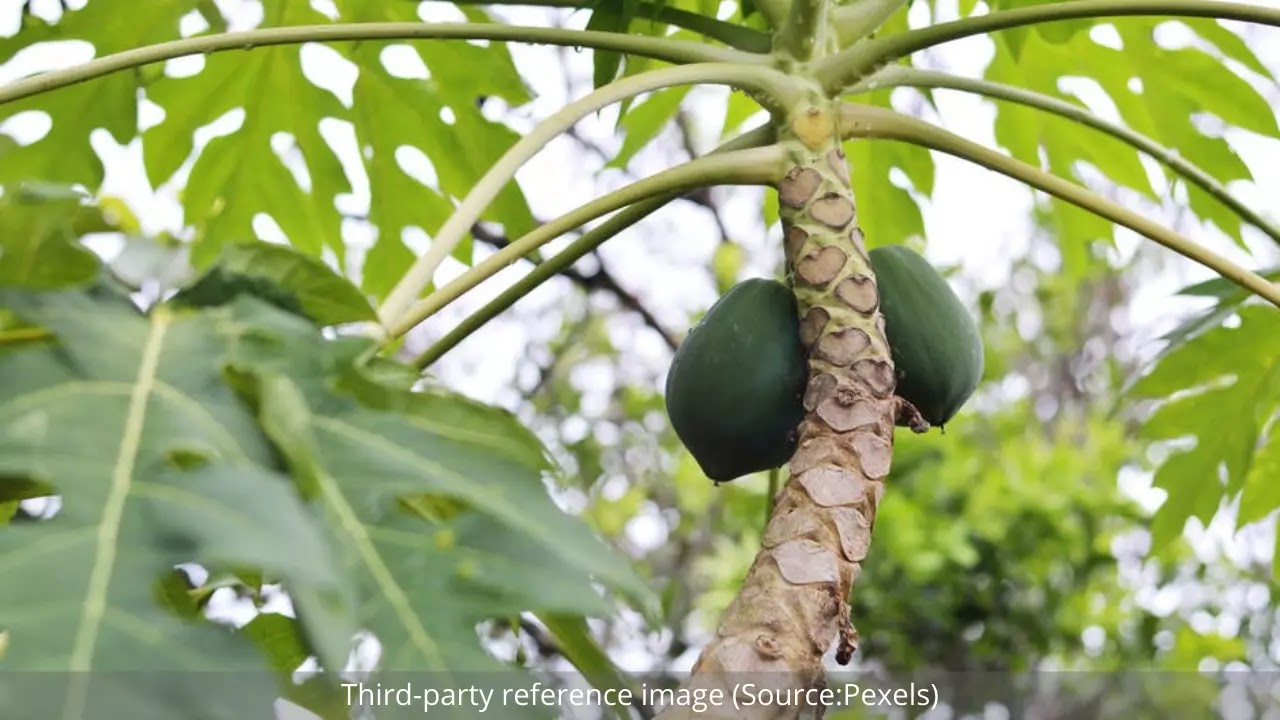 Health Benefits of Papaya Leaf Juice | HealthInsta Health Benefits of Papaya Leaf Juice | HealthInsta