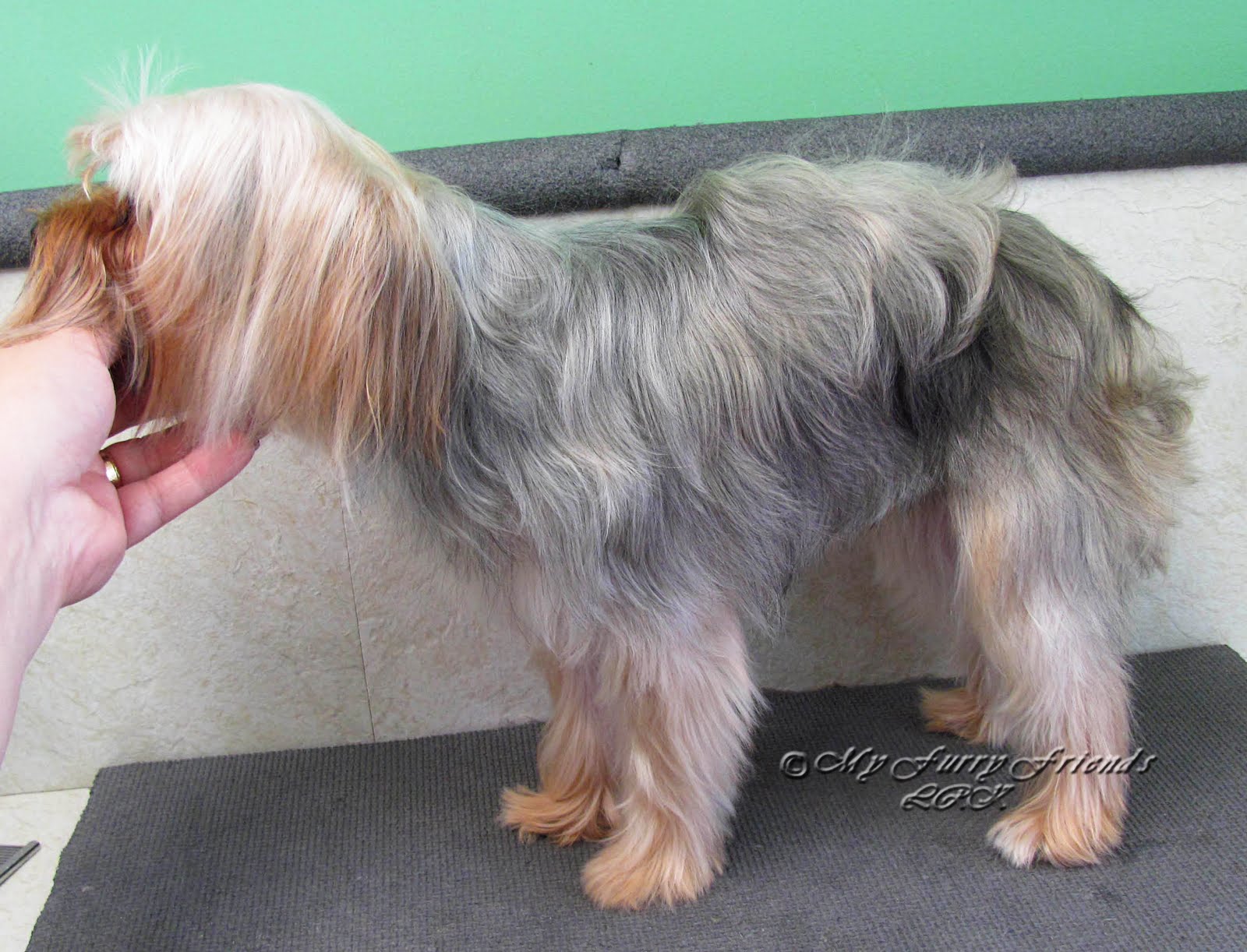 pet grooming: the good, the bad, & the furry: scissoring a yorkie