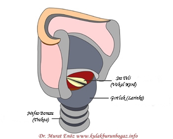 Larynx Cancer - Definition, Causes, Risk Factors, Symptoms and Treatment