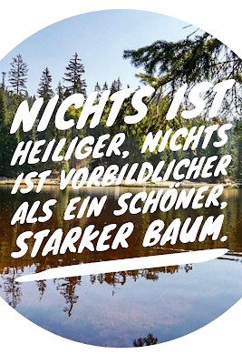 Die 50 besten Zitate zu den Themen Wald und Bäume | Waldzitate | Baumzitate | Naturzitate | Zitate-Wald | Inspirierende-Zitate