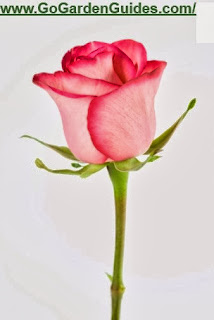 Pink Rose Flower Photograph Illustration Image