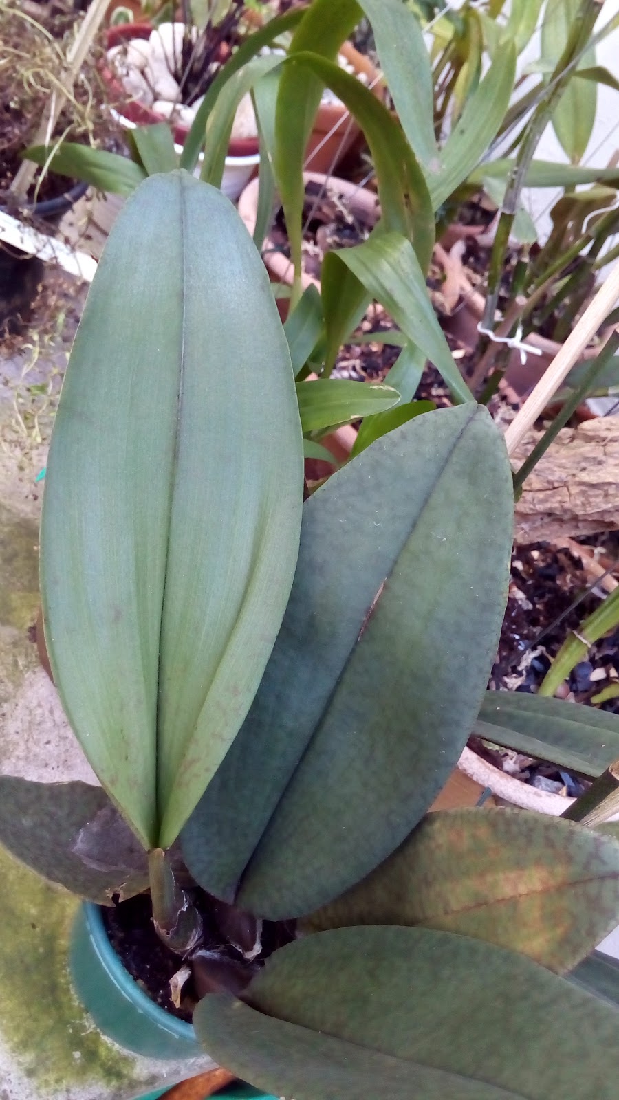 Folhas das orquídeas – Psychopsis papilio, a orquídea mariposa - Diário do  Orquidófilo