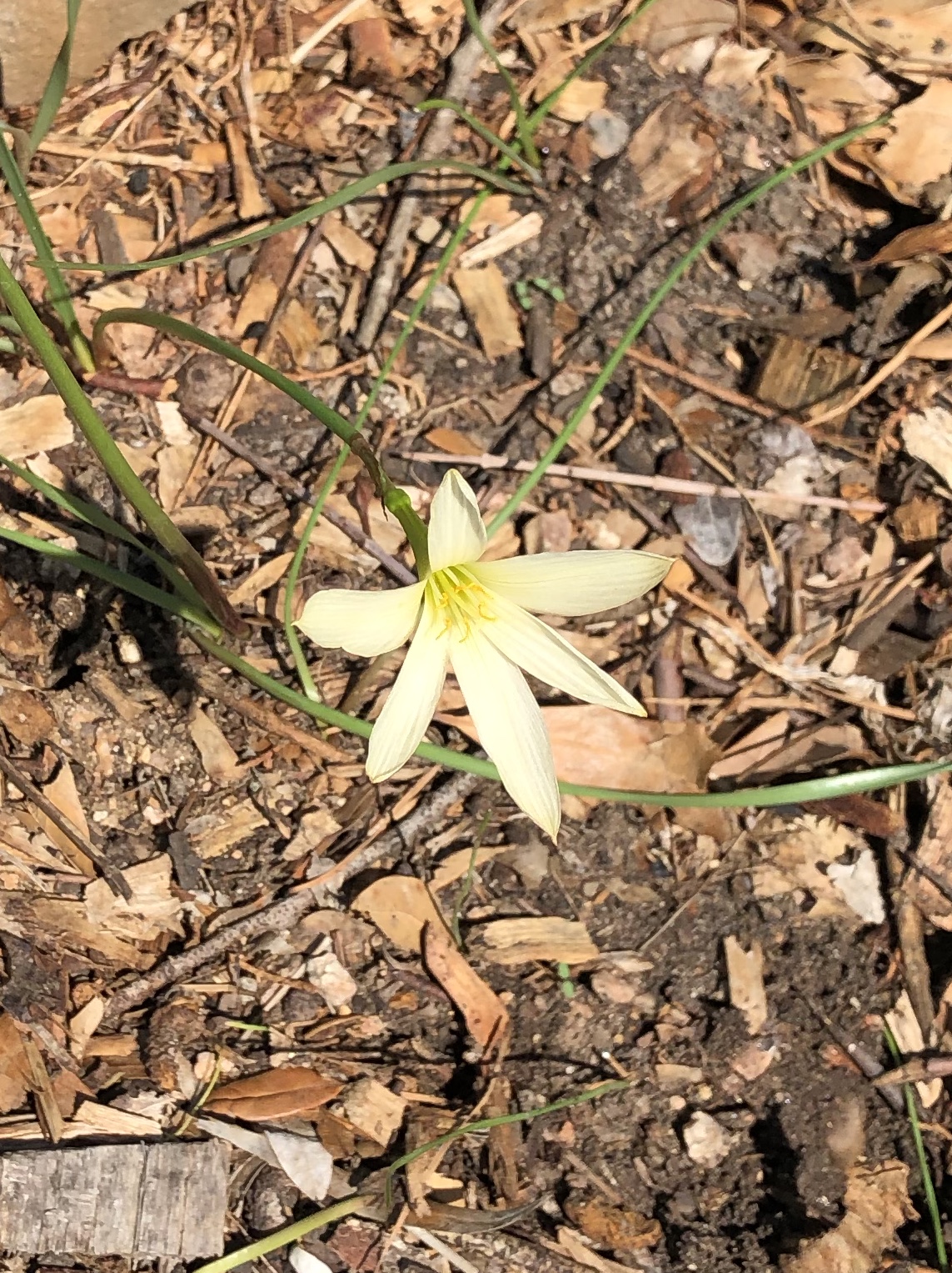 It's Fall Bulb Season in Texas Garden Bloggers' Bloom Day, September 2019