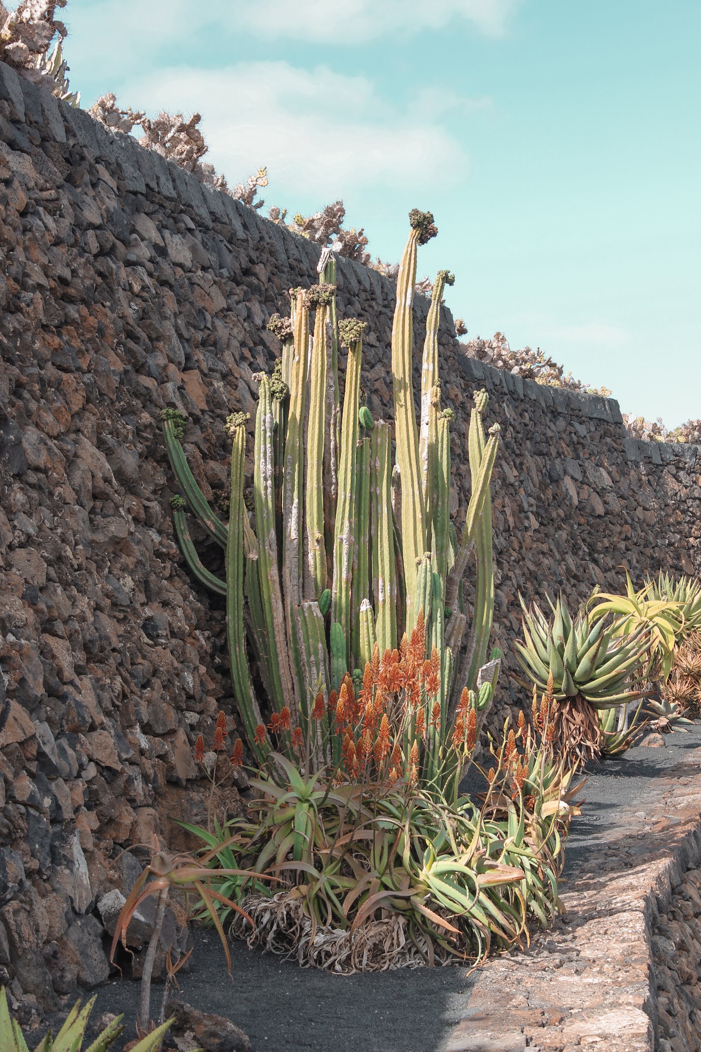que-ver-lanzarote-jardín-de-cactus-cesar-manrique