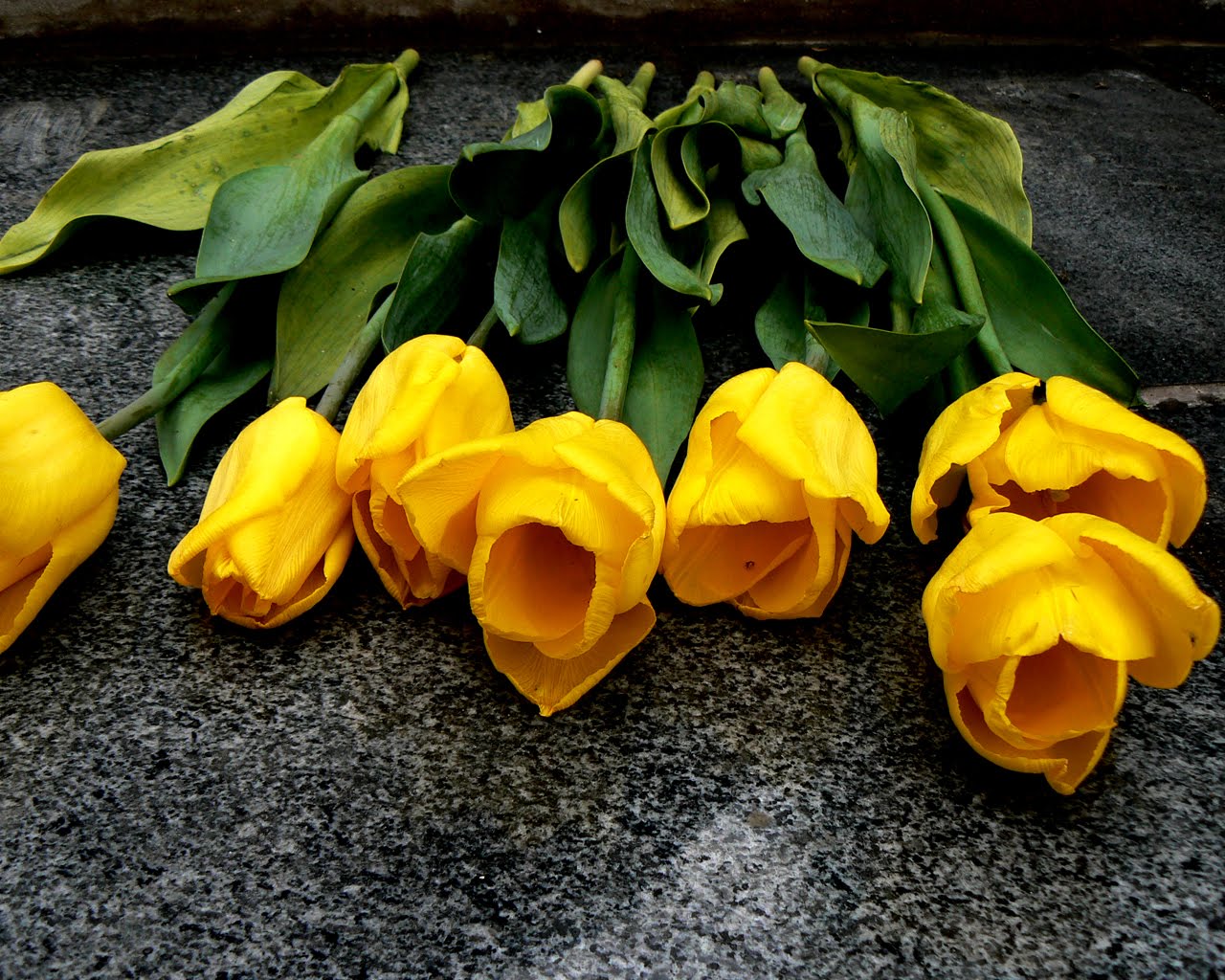 espocoserio wallpaper Yellow Tulips Wallpaper