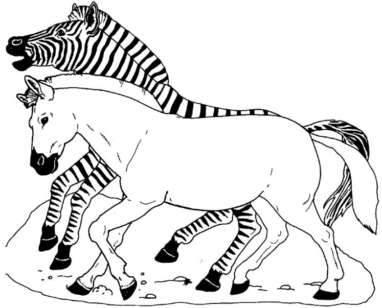 Berikut Gambar Zebra Hitam Putih Siap Warna Cari Mewarnai