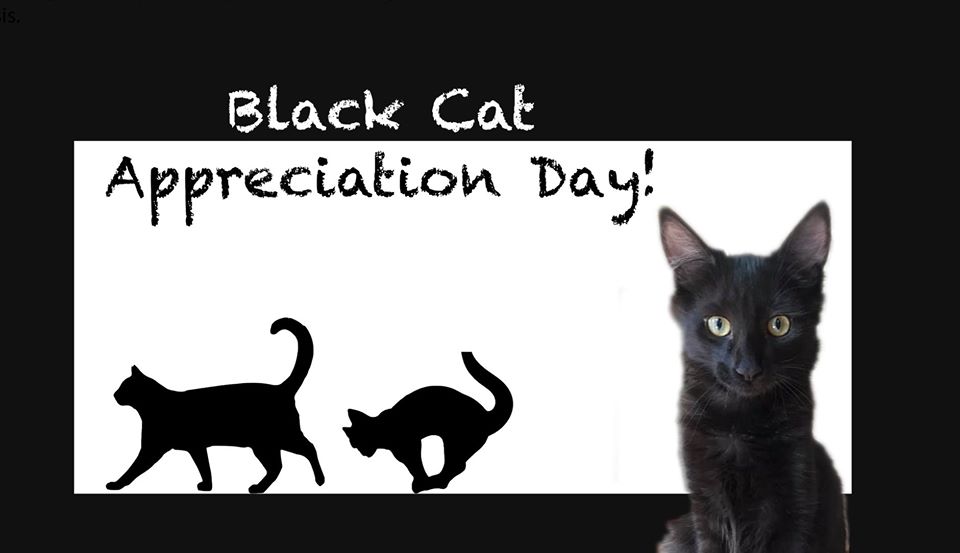 National Black Cat Appreciation Day