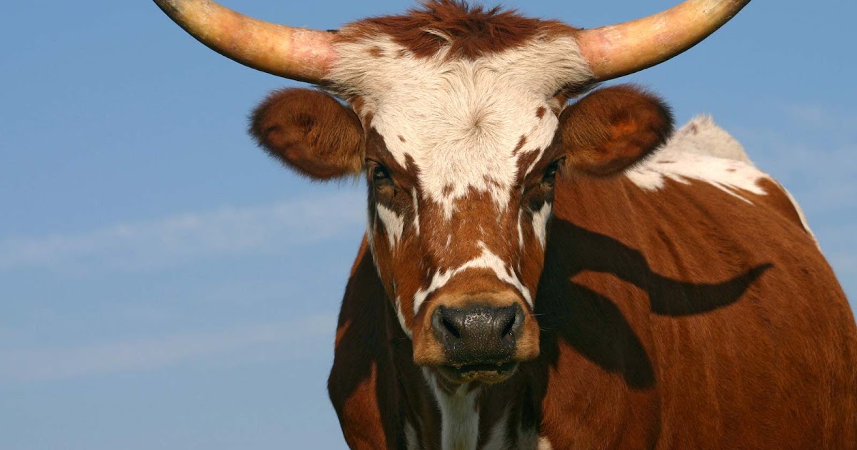 Rabbi’s Blog: Horn of the Ox = Corona Vax