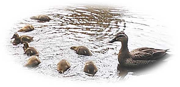 Nobuyuki Oshima 赤ちゃんと刷り込み