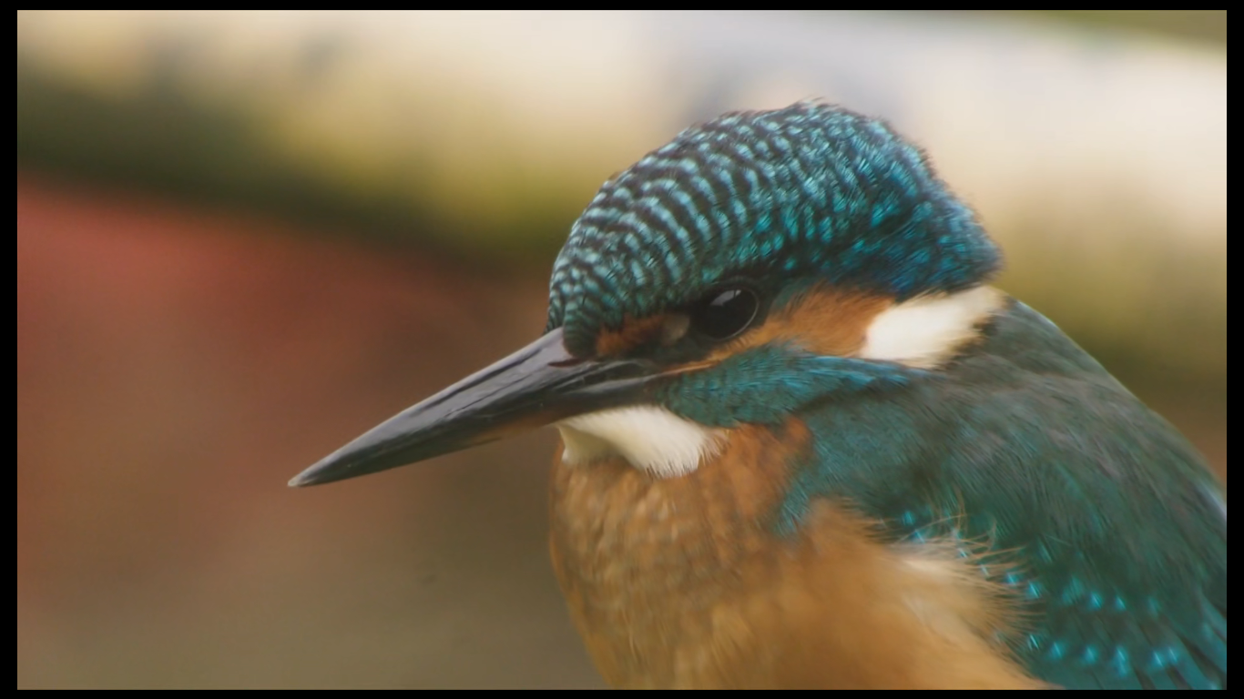 Asadal: BBC Autumnwatch 2020 Part 1