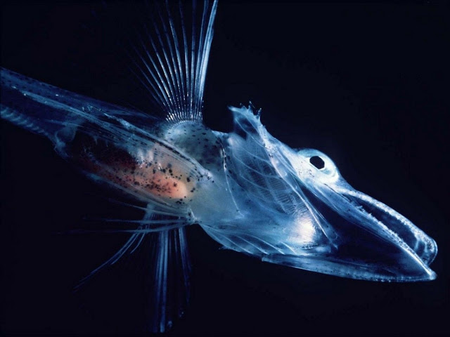 Антарктическая ледяная рыба принадлежит к окуневому подотряду Notothenioidei