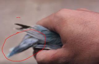 ciri-ciri lovebird paud fighter ciri-ciri lovebird paud fighter