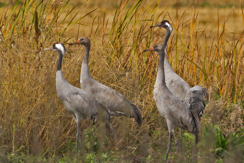 Spanish Steppes Extremadura Nov 2012, Limosa Holidays Focusing on