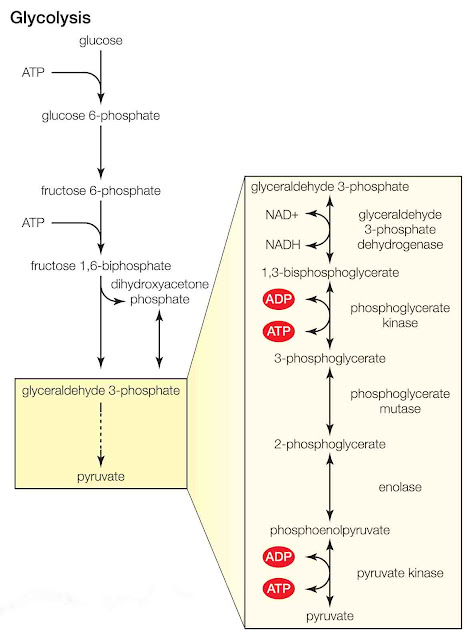 fermentation process - glycolysis fermentation process - glycolysis