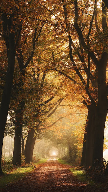 Autumn, Dawn HD Photography, HD Wallpapers, Images, Background, Photos and Images