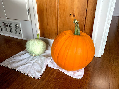 pumpkin and hubbard squash