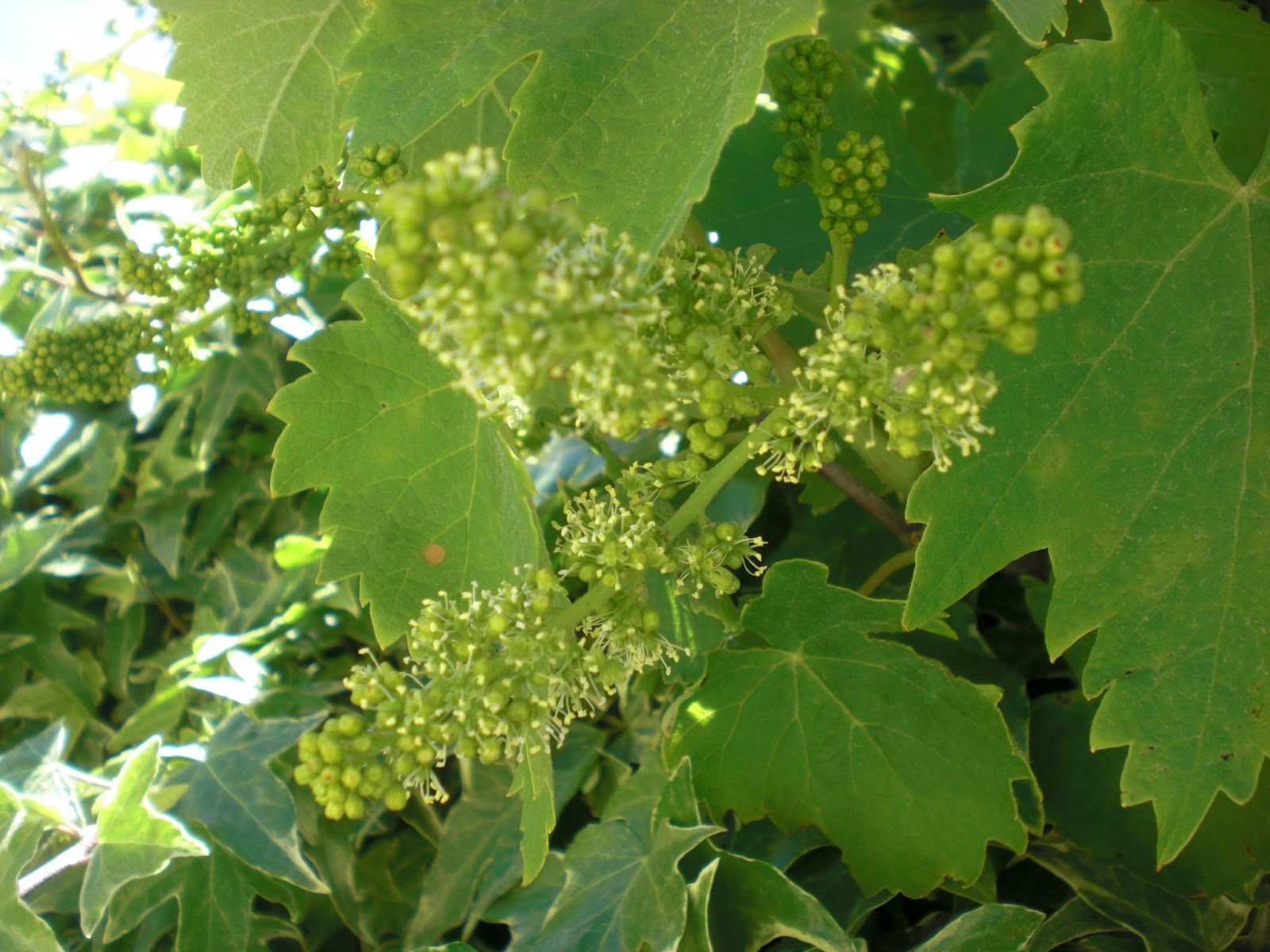 Perfumes y luces de Extremadura Parra en flor. Especial Navidad.