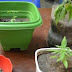 LEM: Casal é preso nas Oliveiras por cultivo de maconha