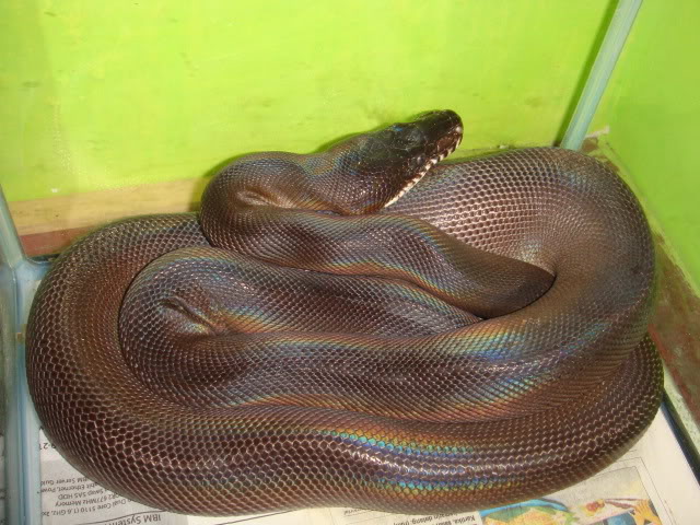 Papuan Python - Reptiles World