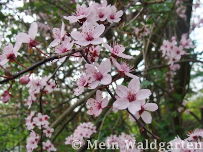 (Prunus cerasifera).