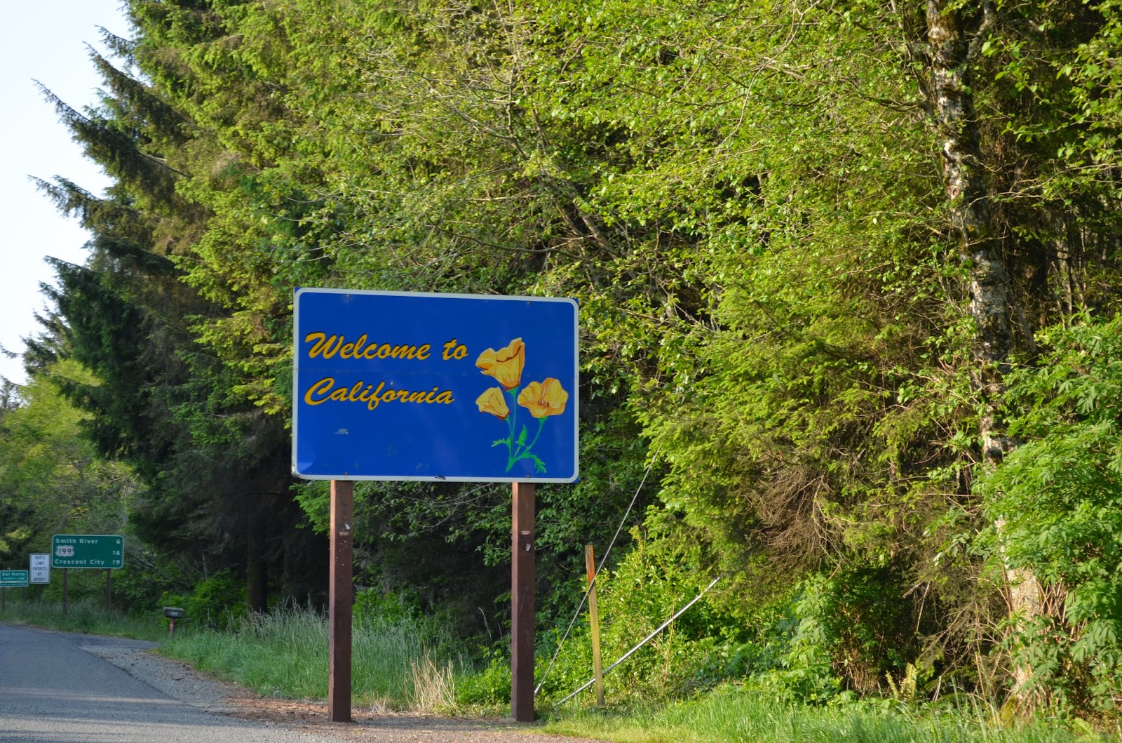 We are Here Trees of Mystery