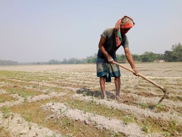 জমি তৈরিতে ব্যস্ত হিলির আলু চাষীরা